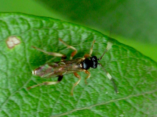 Schlupfwespe, Ichneumonidae, Cratichneumon sp.