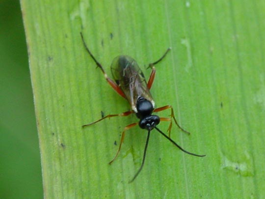 Schlupfwespe, Ichneumonidae, Brackwespe, Braconidae