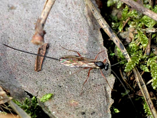 Schlupfwespe, Ichneumonidae