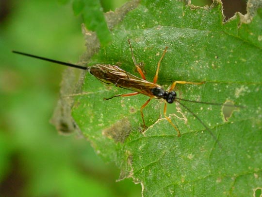 Schlupfwespe, Ichneumonidae