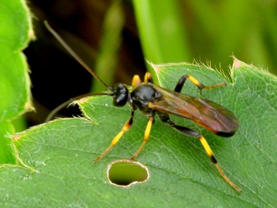 Schlupfwespe, Ichneumonidae