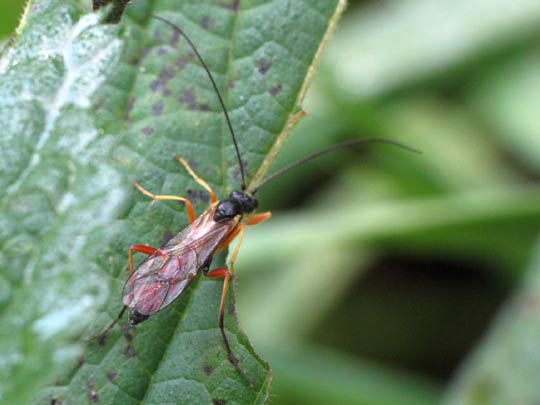 Schlupfwespe, Ichneumonidae, Brackwespe, Braconidae