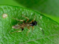 Schlupfwespe, Ichneumonidae, Cratichneumon sp.