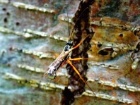 Schlupfwespe, Ichneumonidae