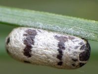 Schlupfwespe, Ichneumonidae, Campopleginae, Kokon