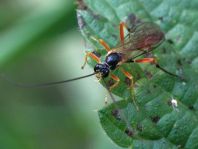 Schlupfwespe, Ichneumonidae, Brackwespe, Braconidae