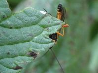Schlupfwespe, Ichneumonidae, Brackwespe, Braconidae