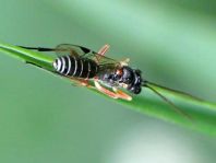 Schlupfwespe, Ichneumonidae