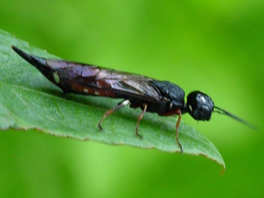 Schwertwespe, Xiphydriidae, Xiphydria sp.