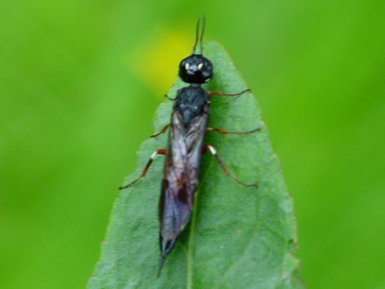 Schwertwespe, Xiphydriidae, Xiphydria sp.