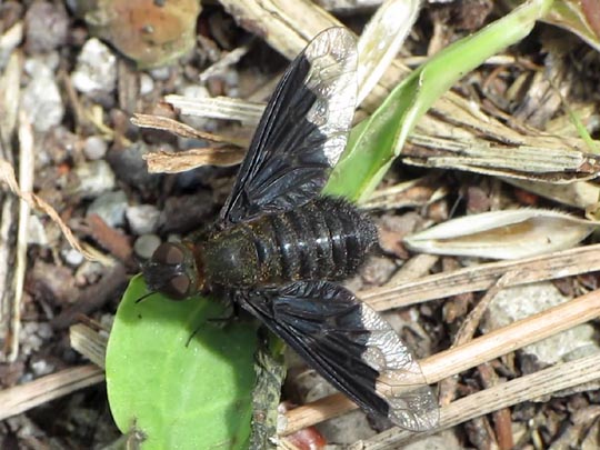 Hemipenthes morio, Trauerschweber