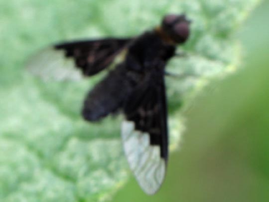 Hemipenthes morio, Trauerschweber