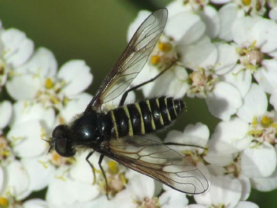 Lomatia sp.