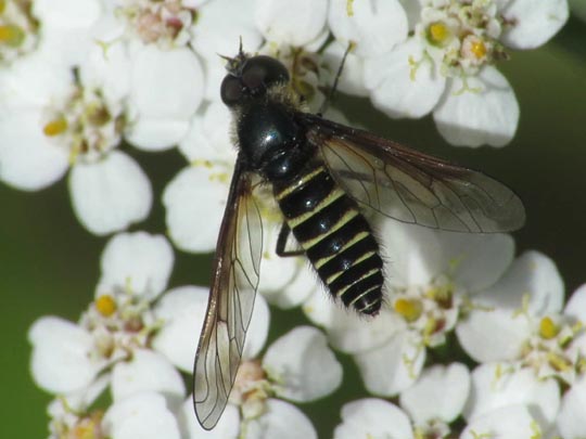 Lomatia sp.