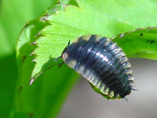 Aaskäferlarve, Silphidae