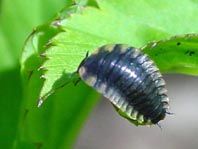 Aaskäferlarve, Silphidae