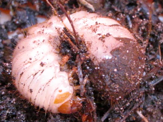 Scarabaeidae, Larve