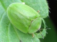 Cassida viridis