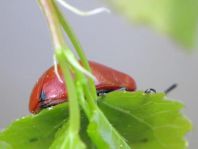 Pappelblattkäfer, Chrysomela populi