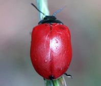 Pappelblattkäfer, Chrysomela populi