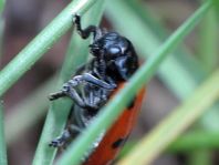Clytra quadripunctata, Ameisen-Blattkäfer