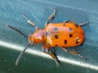 Zwölfpunkt-Spargelkäfer, Crioceris duodecimpunctata