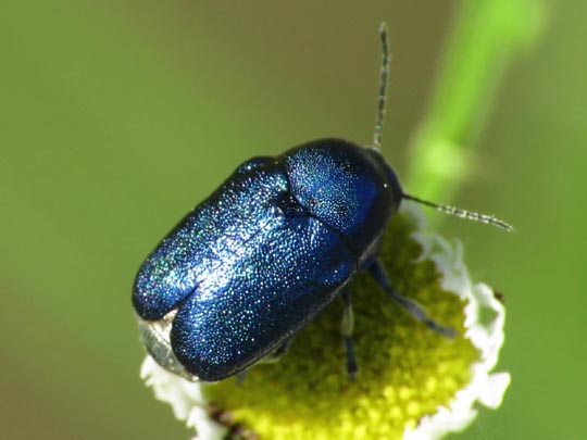 Cryptocephalus violaceus