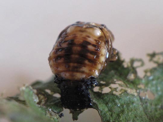 Chrysomelidae