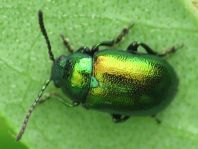 Grüner Sauerampferkäfer, Gastrophysa viridula