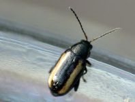 Phyllotreta vittula