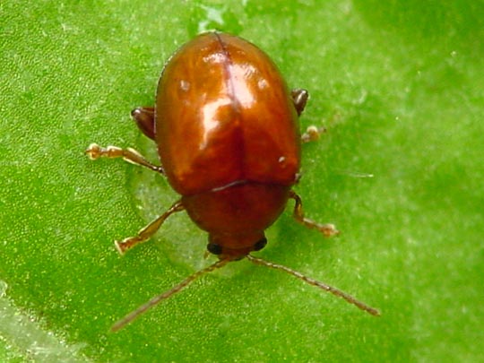 Sphaeroderma sp.