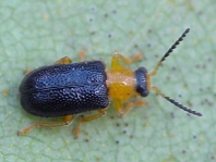 Zeugophora flavicollis