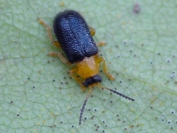 Zeugophora flavicollis