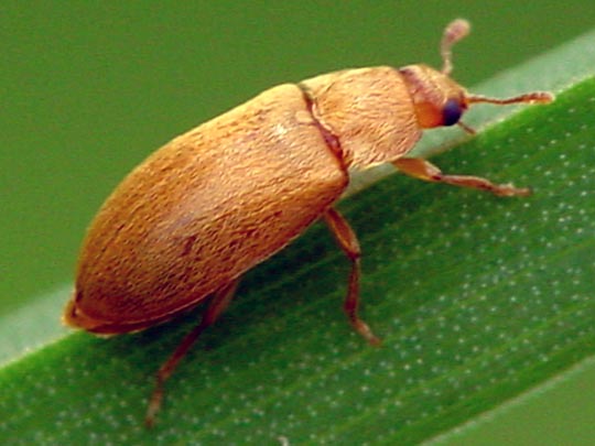 Himbeerkäfer, Byturus tomentosus