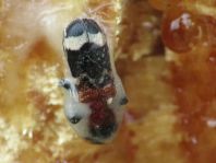 Ameisenbuntkäfer, Thanasimus formicarius