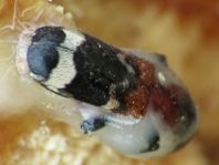 Ameisenbuntkäfer, Thanasimus formicarius