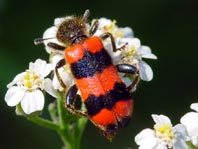 Gewöhnlicher Bienenkäfer, Trichodes apiarius