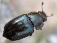 Nitidulidae