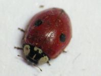 Zweipunkt Marienkäfer, Adalia bipunctata