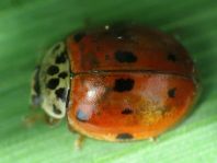 Zehnpunkt Marienkäfer, Adalia decempunctata