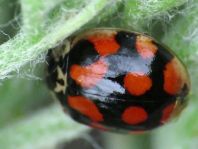 Zehnpunkt Marienkäfer, Adalia decempunctata