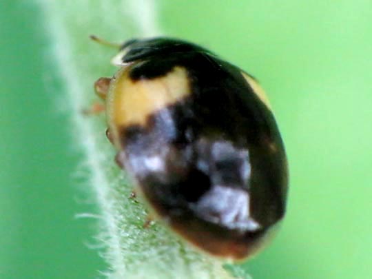 Zehnpunkt-Marienkäfer, Adalia decempunctata