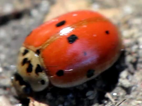 Zehnpunkt-Marienkäfer, Adalia decempunctata