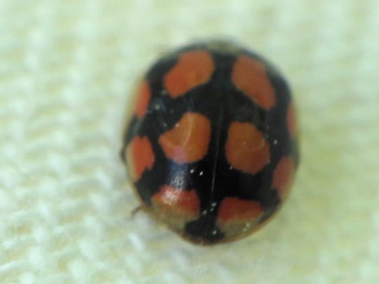 Zehnpunkt-Marienkäfer, Adalia decempunctata