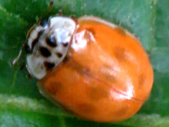 Zehnpunkt-Marienkäfer, Adalia decempunctata