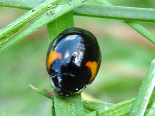 Zehnpunkt-Marienkäfer, Adalia decempunctata