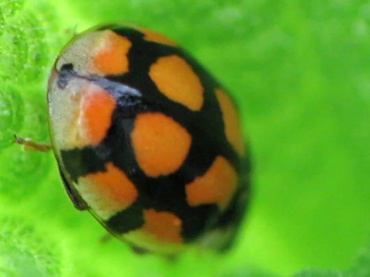 Zehnpunkt-Marienkäfer, Adalia decempunctata