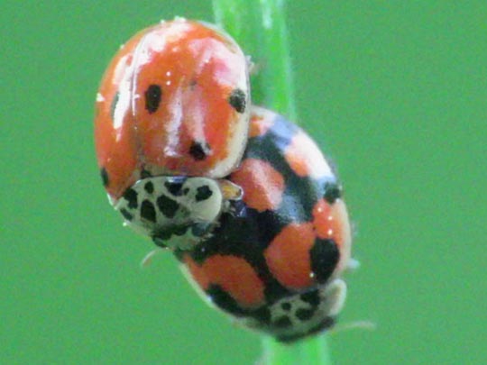 Zehnpunkt-Marienkäfer, Adalia decempunctata