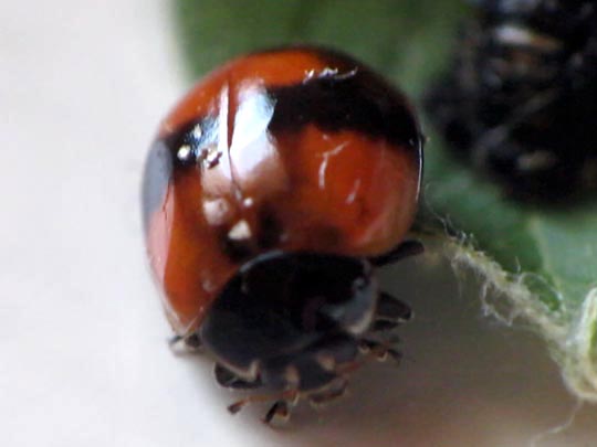 Zweipunkt-Marienkäfer, Adalia bipunctata