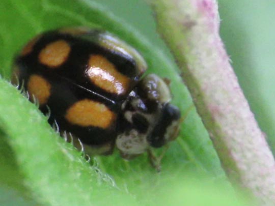Zehnpunkt-Marienkäfer, Adalia decempunctata